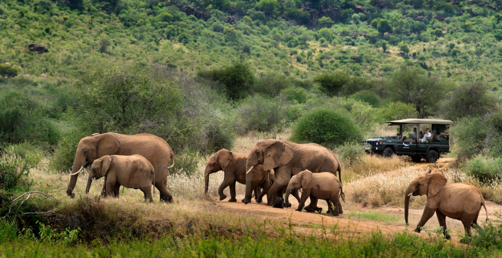 See elephants close up in Africa